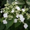 Hortensia Grimpant - Hydrangea Semiola -Flora Soldes hydrangea semiola 67844 1