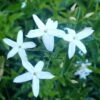 Jasmin Des Açores - Jasminum Azoricum 2 Jasmin Des Açores - Jasminum Azoricum -Flora Soldes jasminum azoricum 83639 5