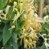 Chèvrefeuille - Lonicera Similis Var. Delavayi -Flora Soldes lonicera delavayi 681452 1