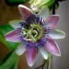 Passiflora Allardii - Fleur De La Passion -Flora Soldes passiflora allardii 87026 1