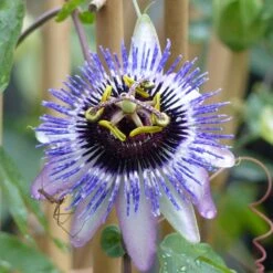 Passifore Damsel's Delight - Fleur De La Passion