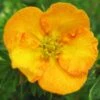 Potentilla Fruticosa Tangerine - Potentille Arbustive -Flora Soldes potentilla fruticosa tangerine potentille arbustive v fl