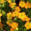 Potentille Arbustive Bella Sol - Potentilla Fruticosa -Flora Soldes potentille arbustive bella sol 85478 1