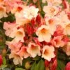 Rhododendron Jingle Bells - Rhododendron Nain -Flora Soldes rhodo jingle bells 80479 1