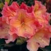 Rhododendron Olga - Grand Rhododendron -Flora Soldes rhododendron olga 781745 1