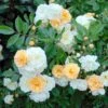 Rosier Ancien Ghislaine De Féligonde -Flora Soldes rosier ancien ghislaine de feligonde 659982 1