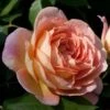 Rosier David Austin Lady Of Shalott -Flora Soldes rosier anglais lady of shalot 771463 1