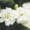 Rosier De Banks Alba Plena - Rosa Banksiae -Flora Soldes rosier banks alba plena 771405 1