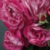 Rosier à Grandes Fleurs Bossuet Aigle De Meaux -Flora Soldes rosier bossuet aigle meaux 771400 1
