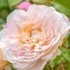 Rosier David Austin Emily Brontë -Flora Soldes rosier david austin emily bronte 857562 2