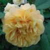 Rosier Ancien Fragrant Old Yellow -Flora Soldes rosier fragant old yellow 771501 1