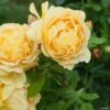 Rosier David Austin Golden Celebration -Flora Soldes rosier golden celebration 66521 1