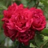 Rosier Grimpant Blaze Superior (Blaze Improved, Demokracie) -Flora Soldes rosier grimpant blaze superior 15619 1