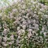Rosier Liane Paul's Himalayan Musk -Flora Soldes rosier paul himalayan musk 771550 1