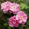 Rosier Rugosa Thérèse Bugnet -Flora Soldes rosier rugosa therese bugnet 169922 1