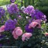 Duo Quartz Et Améthyste -Flora Soldes sc ne phlox paniculata the king rosier berleburg
