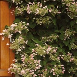 Schizophragma Hydrangeoides Rose Sensation (Roseum)