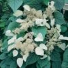Schizophragma Hydrangeoides Moonlight -Flora Soldes schizophragma moonlight 771567 1