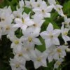 Solanum Jasminoides Album 2 Solanum Jasminoides Album -Flora Soldes solanum jasminoides album 491544 3