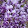 Glycine Grande Diva Barbara - Wisteria (x) Venusta -Flora Soldes wisteria barbara if minier 16060 1