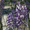 Glycine Du Japon - Wisteria Floribunda Domino Ou Issai -Flora Soldes wisteria floribunda domino 771557 1