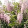 Glycine Du Japon - Wisteria Floribunda Honbeni (Rosea, Pink Ice) -Flora Soldes wisteria floribunda rosea 771556 1