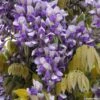 Glycine Grande Diva Nathalie - Wisteria (x) Venusta -Flora Soldes wisteria nathalie if minier16059 1