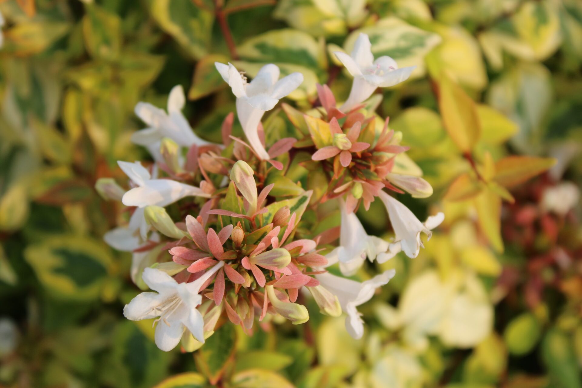 Flora Soldes -Flora Soldes Abelia x grandiflora Kaleidoscope flowers 7r